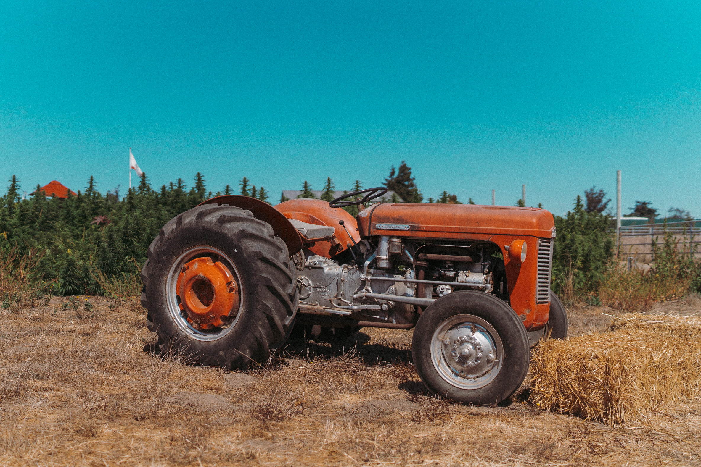 Vintage tractor and cannabis fields at Sonoma Hills Farm - CCOF 50th Anniversary