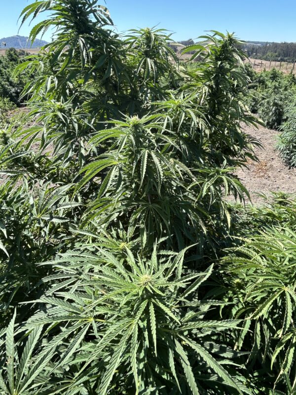 Hemp flower top in the field