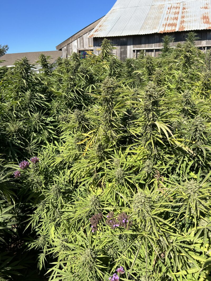 Hemp plants in the field at Sonoma Hills Farm