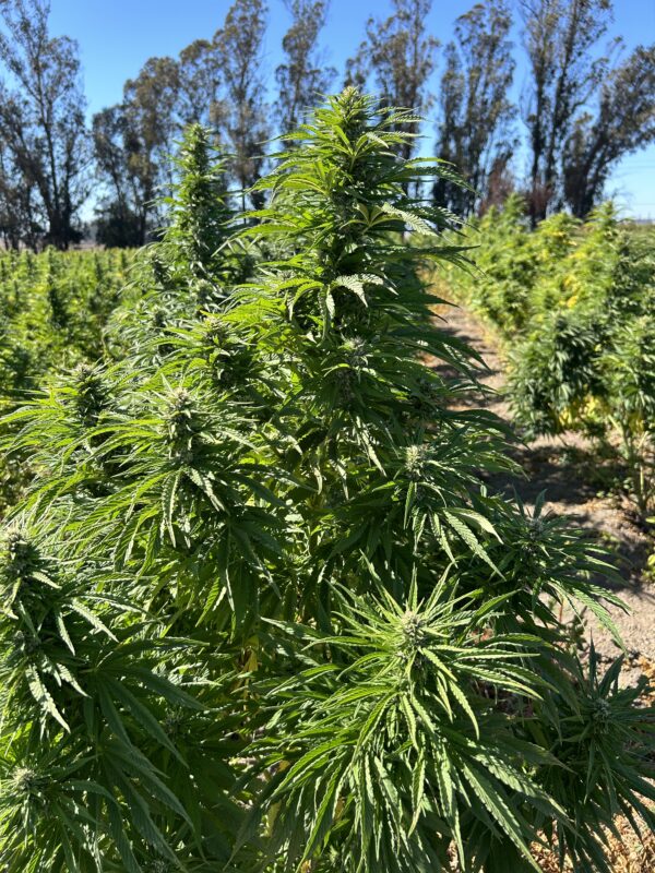 Rows in the field