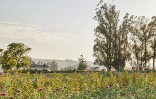 terpene, aromatics, plants