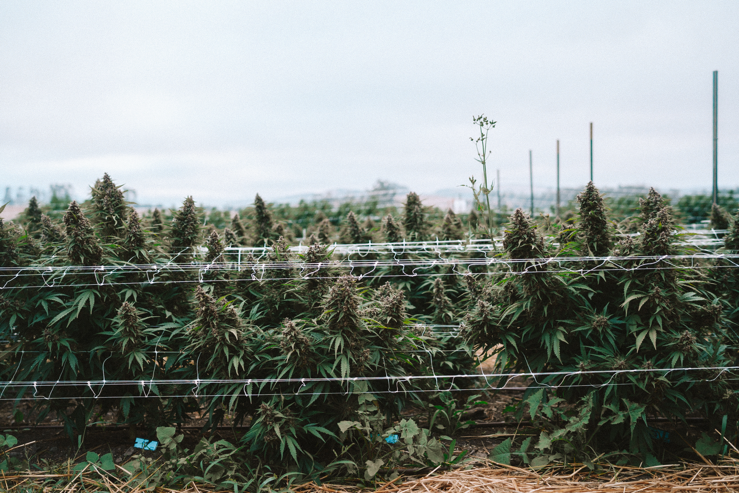 CCOF 50th Anniversary live entertainment