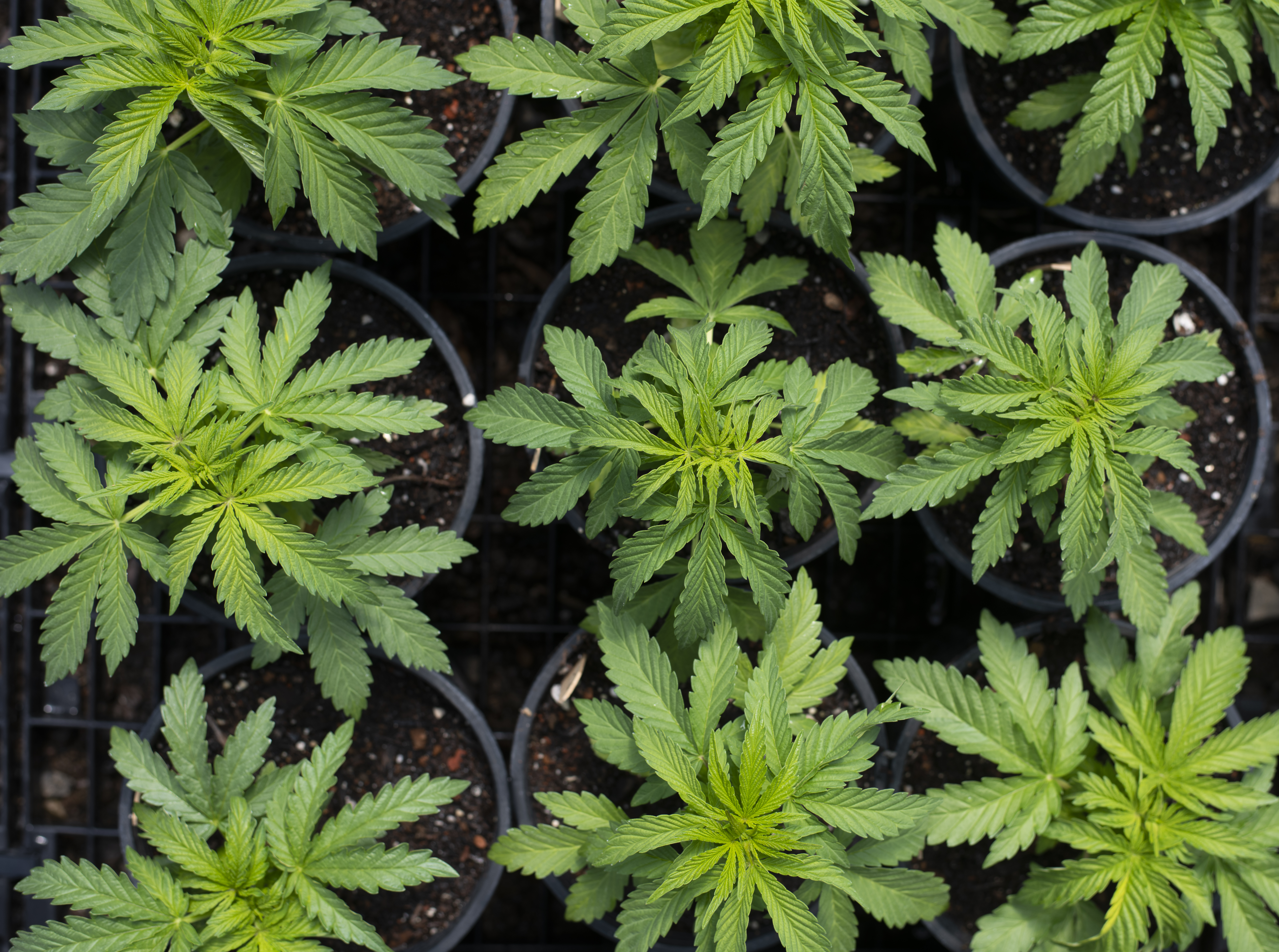 Young hemp plants in pots seen from above, leaves overlapping