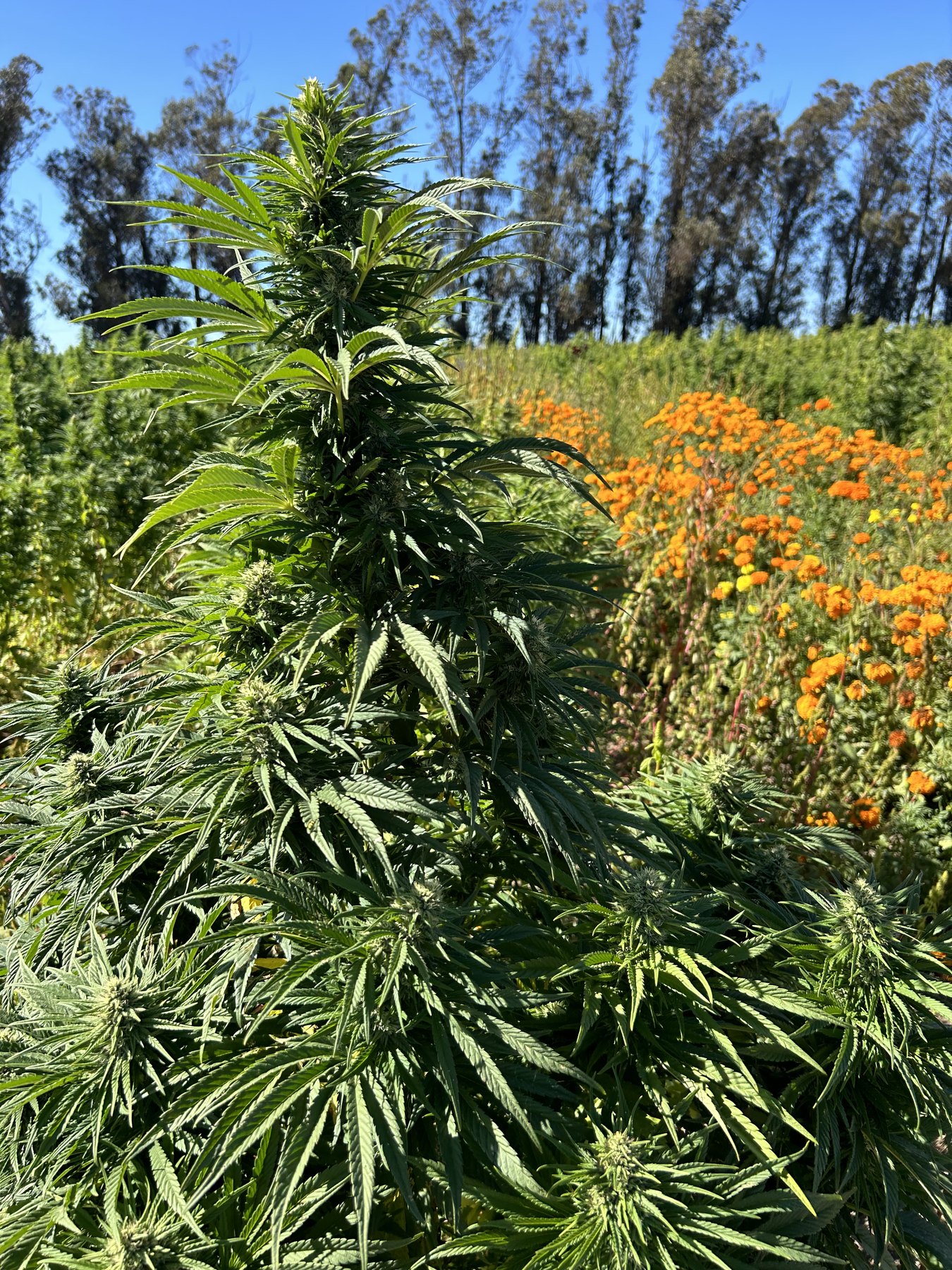 A hemp plant standing in the field with marigolds flowering behind it