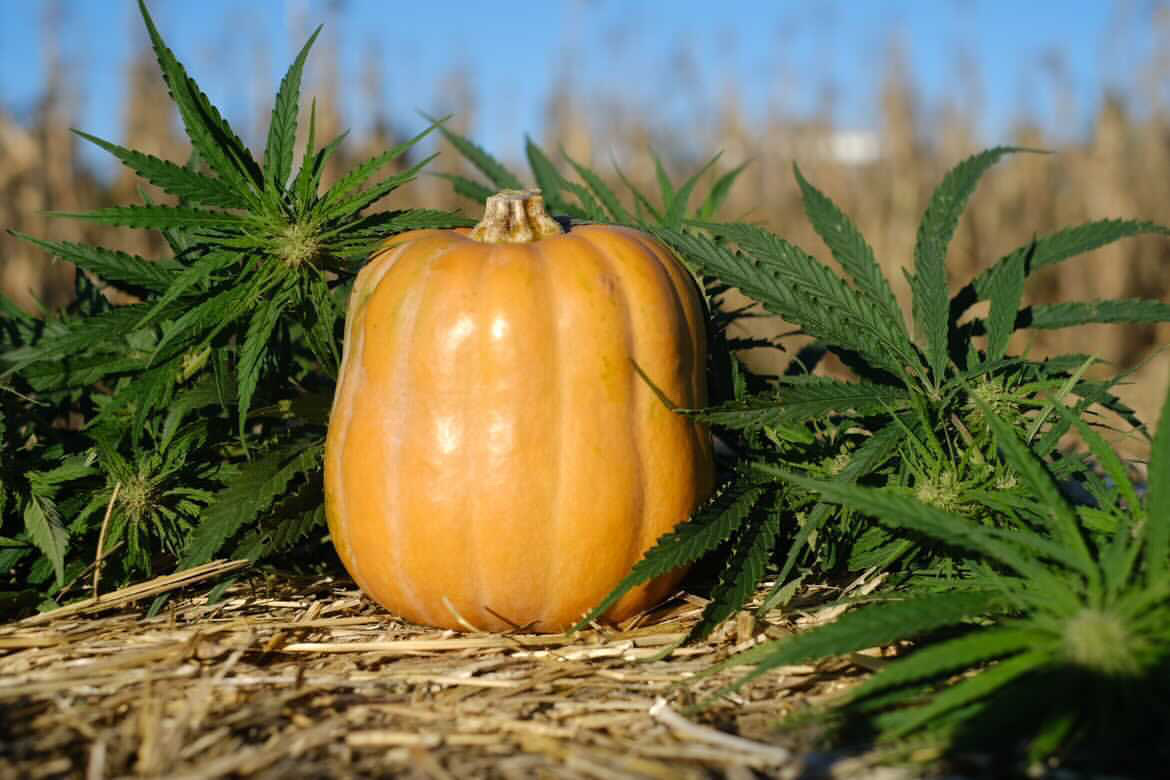 A pumpkin set among cut hemp foliage on straw