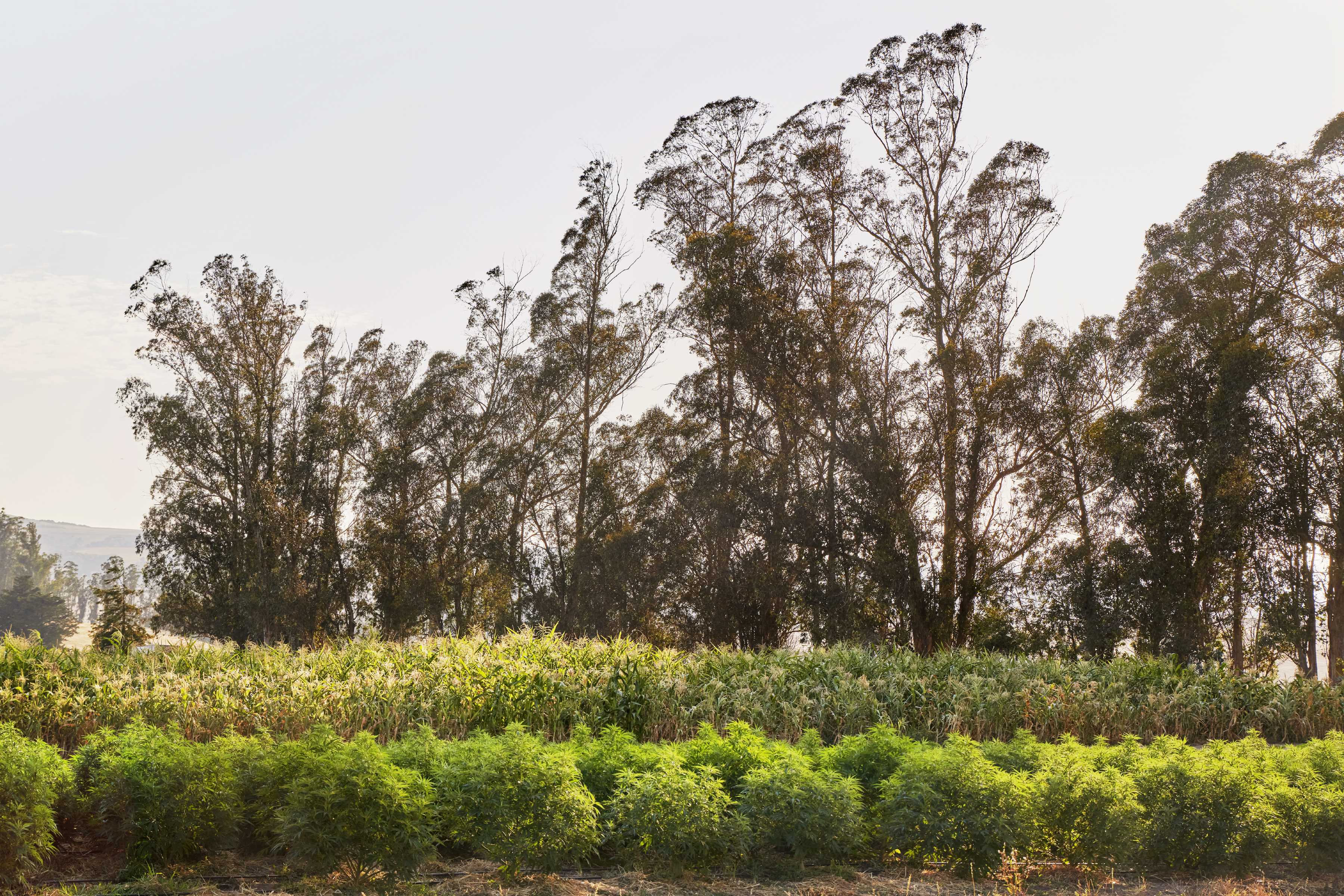 Rows of hemp at the edge of a field in early morning light, with a eucalyptus windbreak behind